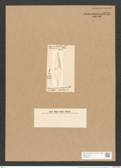 Stauroneis argentina Cleve (de-Toni-Nr.: Genus 6, Species 870) Zeichnungen Sammlung Grunow Nr. 1730 (NHMW-BOT-W0368610)